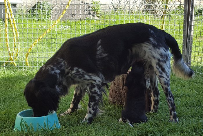 Foto_moeder met zogende pup