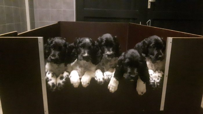 Foto_pups in nestbak