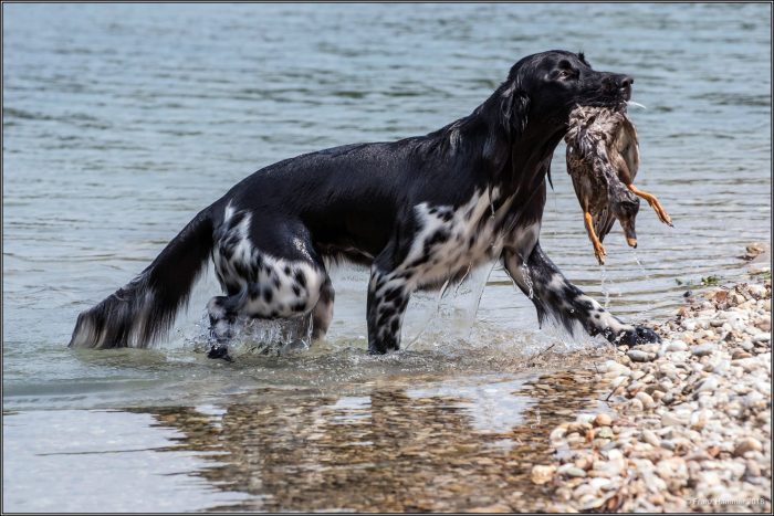 Foto_water met eendapport