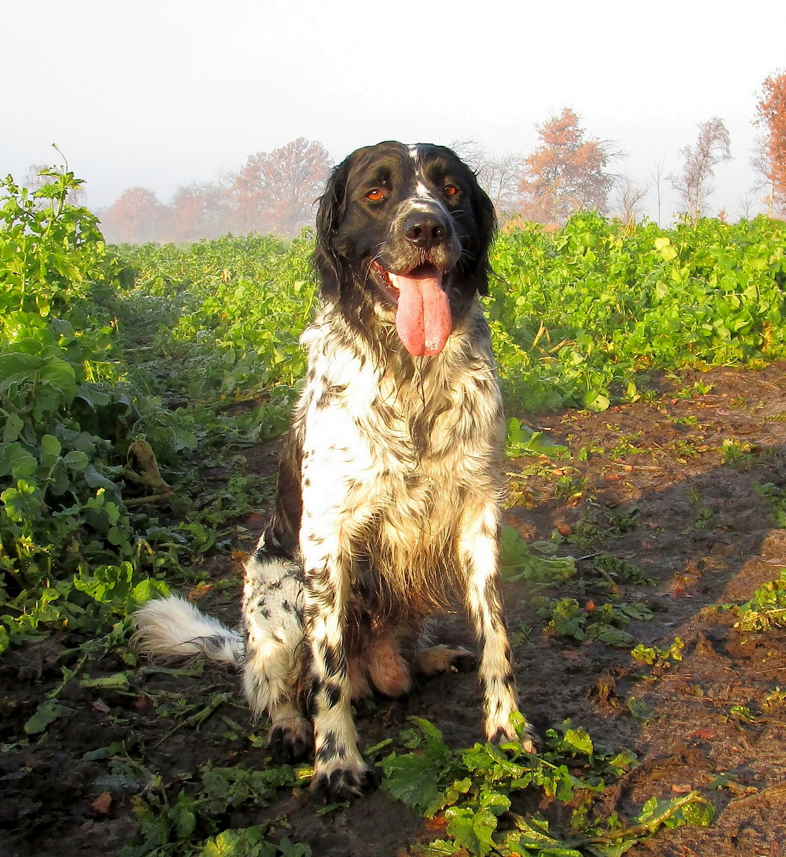 Borr van de Stommeerpolder overleden_260509